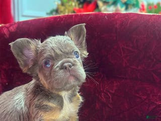 French Bulldog dogs Albert - Ad 24