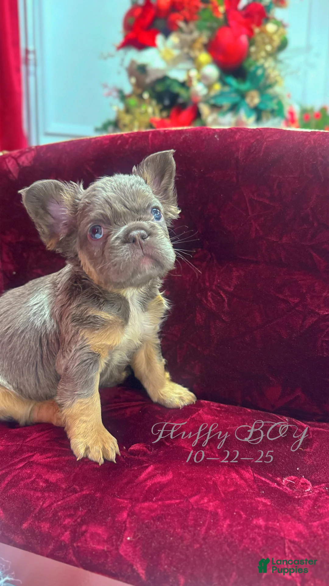 French Bulldog dogs for sale: Albert - Ad 1