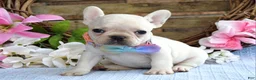 French Bulldog dogs for sale: Felicity - Ad 5