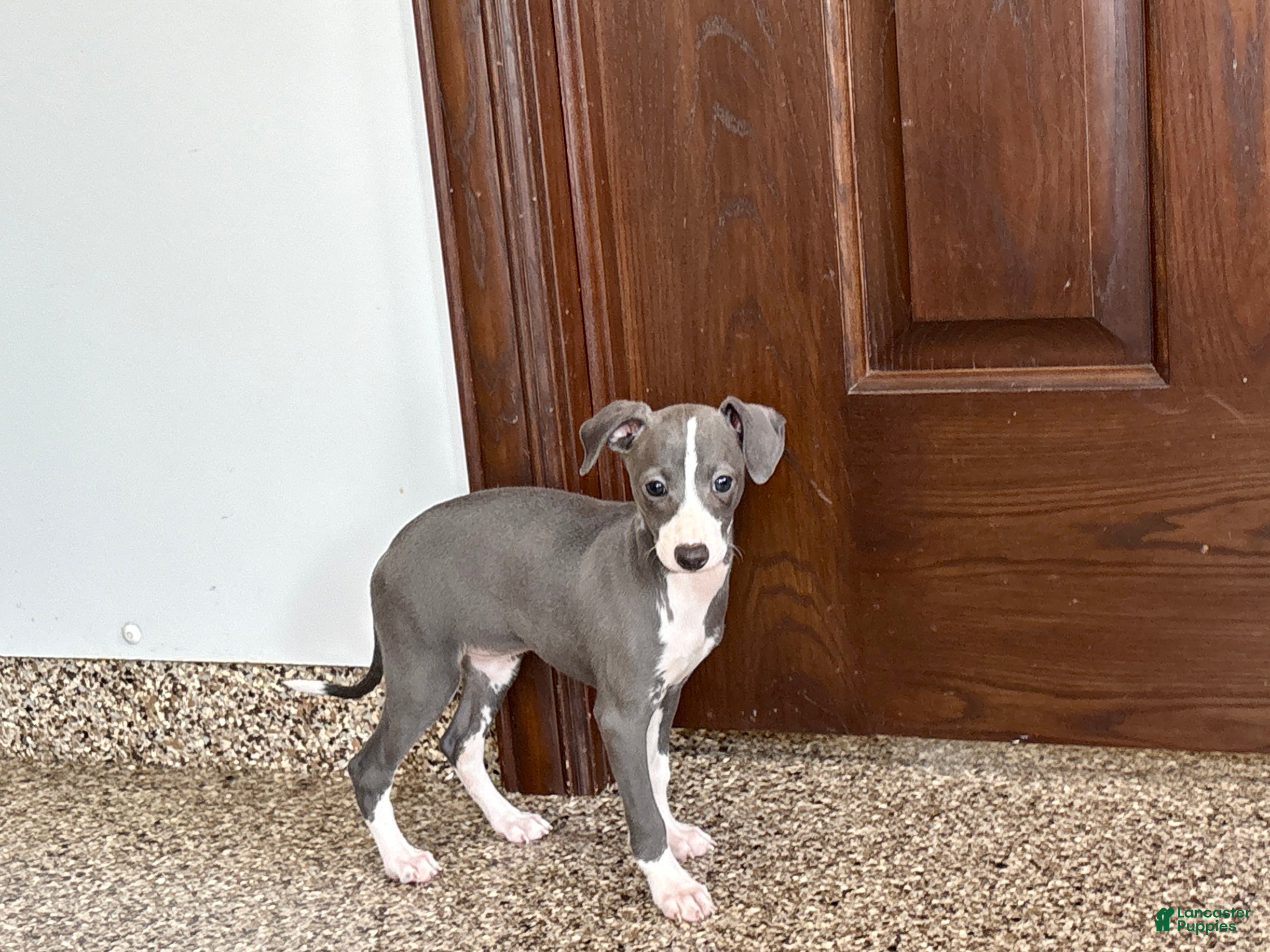 Italian Greyhound dogs Shanna  - Ad 1