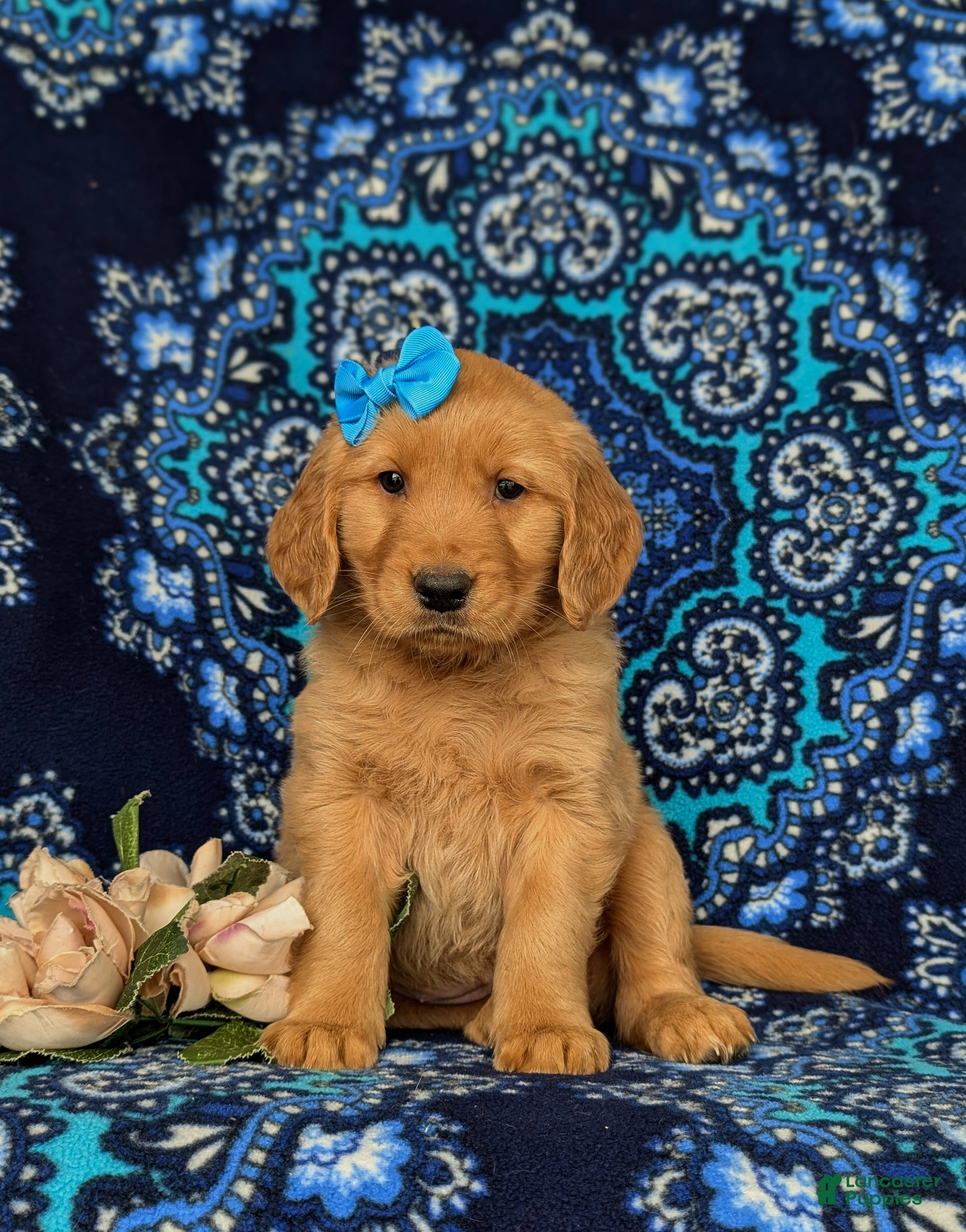 Golden Retriever dogs Natalee AKC Registered - Ad 1