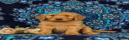 Golden Retriever dogs for sale: Natalee AKC Registered - Ad 1