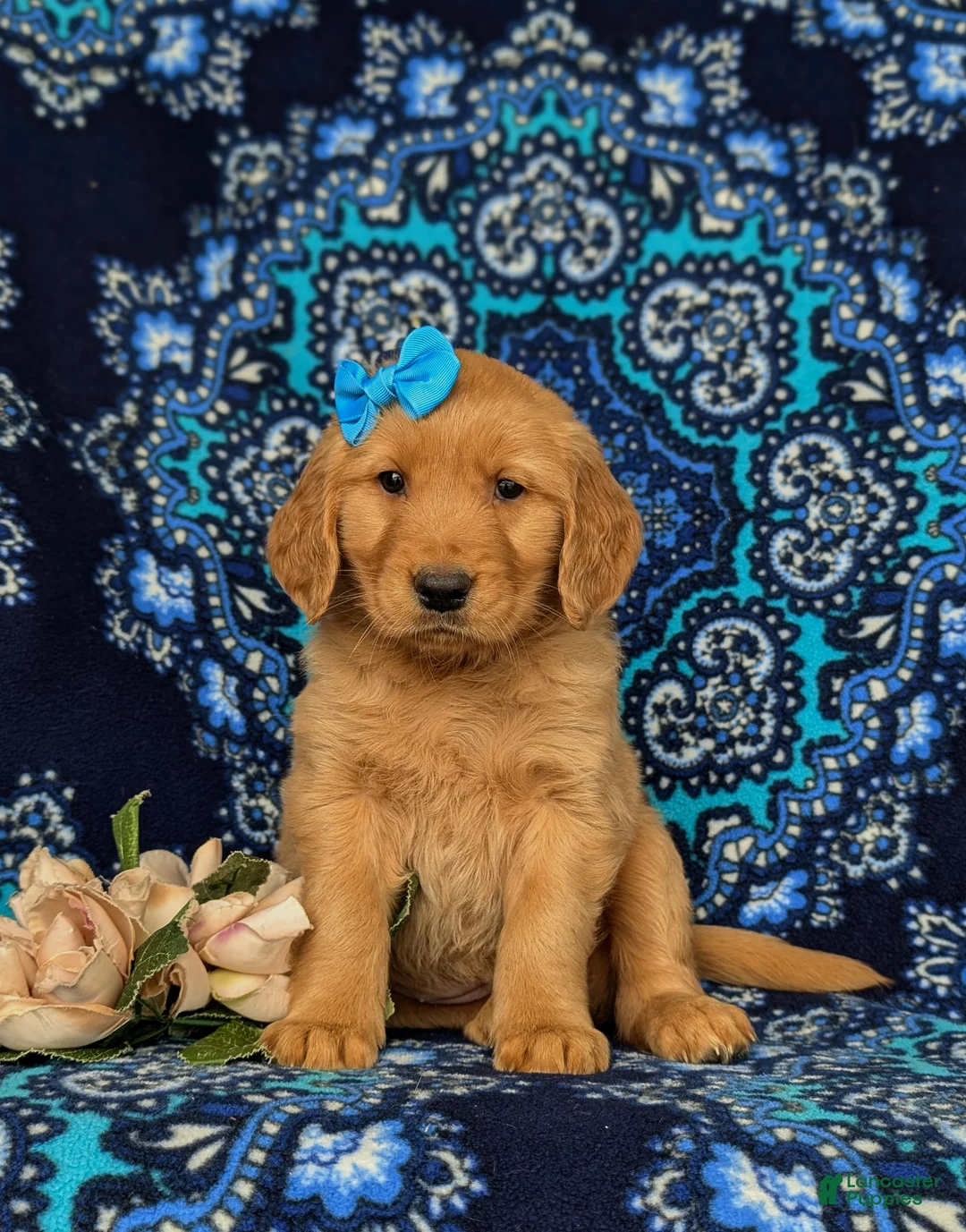 Golden Retriever dogs for sale: Natalee AKC Registered - Ad 1