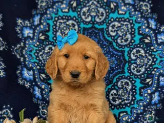 Golden Retriever dogs for sale: Natalee AKC Registered - Ad 2