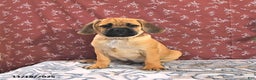 Puggle dogs for sale: Hosea - Ad 2