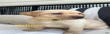 Labrador Retriever Yellow 
