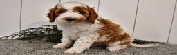Mini Goldendoodle dogs for sale: Starlight - Ad 1
