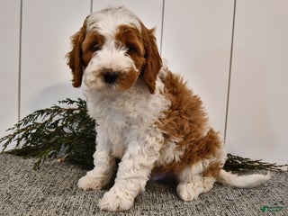 Mini Goldendoodle dogs Starlight - Ad 10