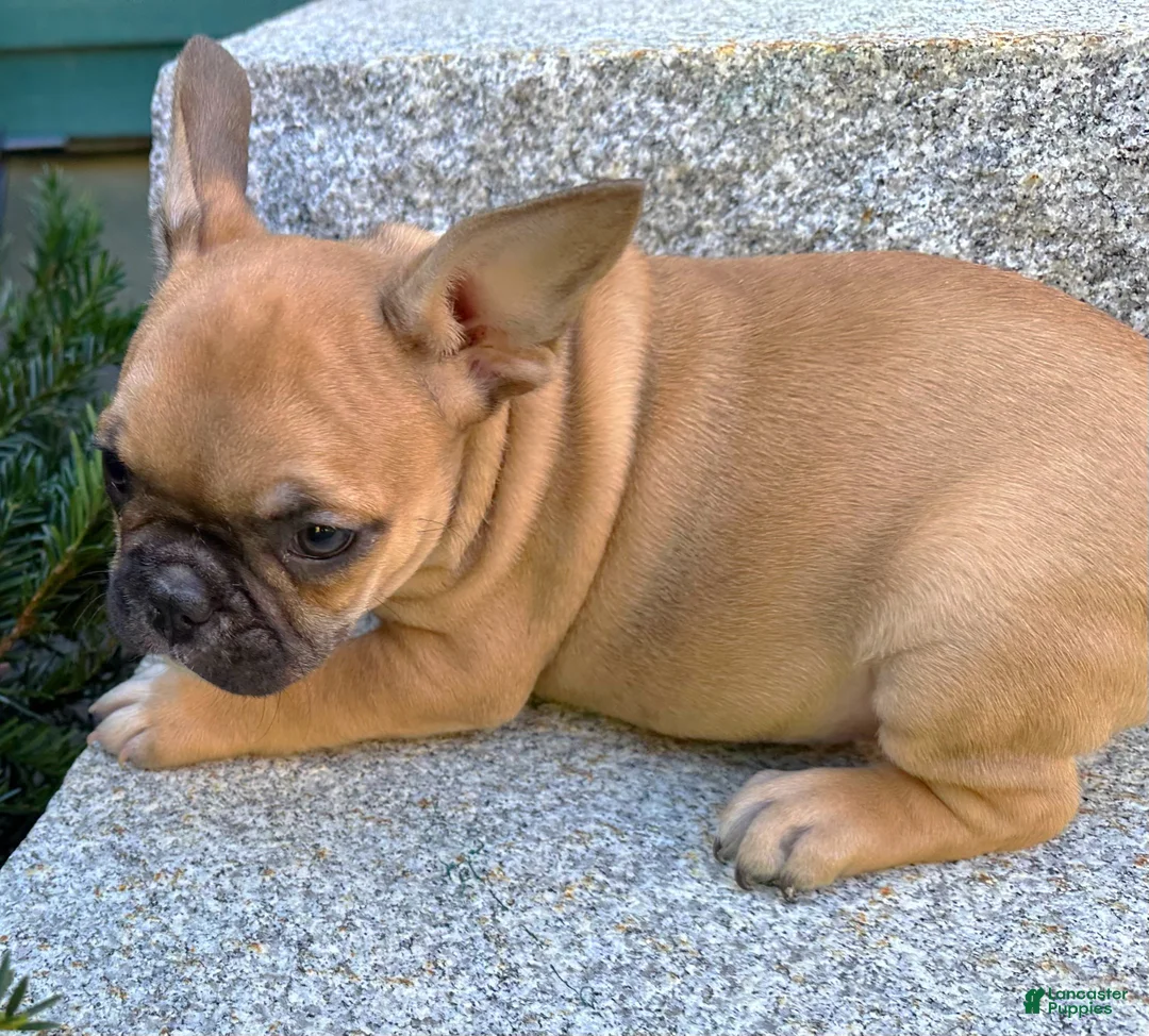 French Bulldog dogs for sale: French Bulldog Oakley  - Ad 2