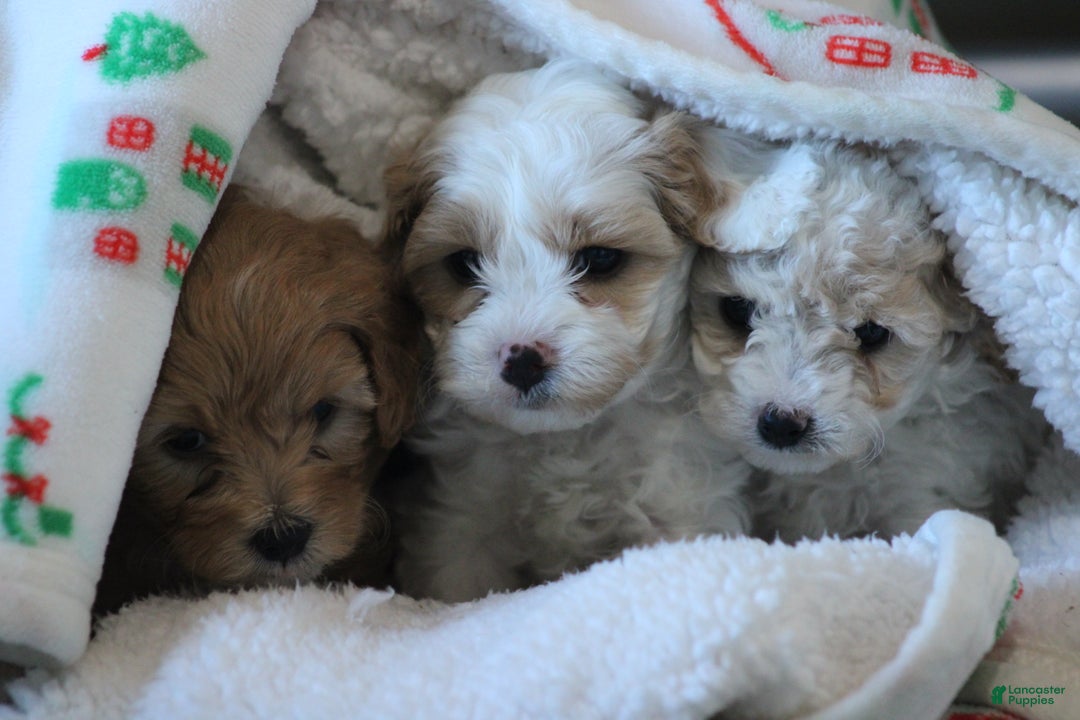 Cavapoo dogs for sale: Theo - Ad 5