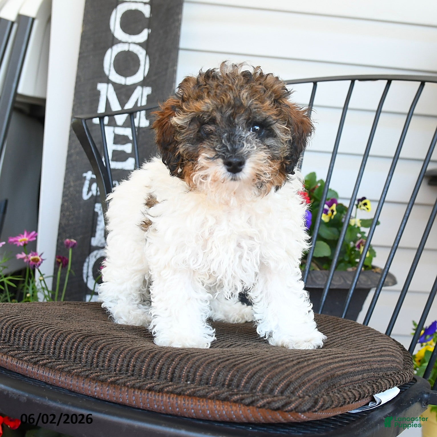 Toy Poodle dogs Jazz - Ad 1