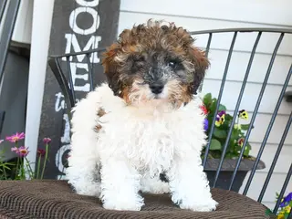 Toy Poodle dogs for sale: Jazz - Ad 1