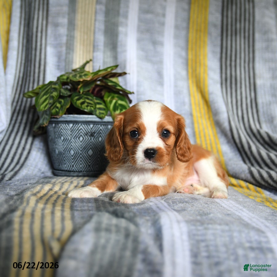 Cavalier King Charles Spaniel dogs Jason - Ad 2