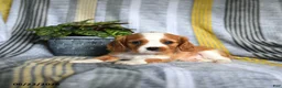Cavalier King Charles Spaniel dogs for sale: Jason - Ad 2