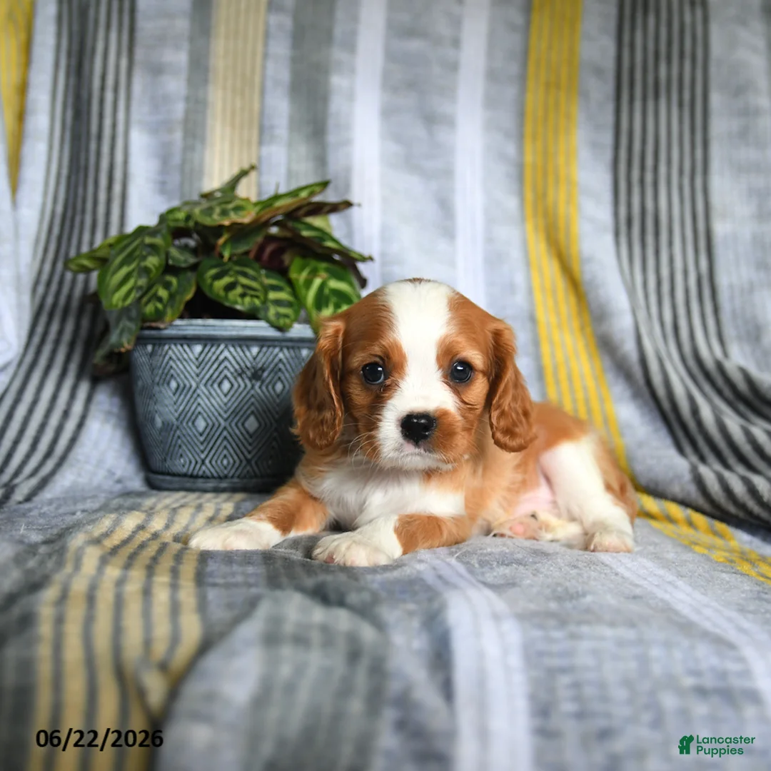 Cavalier King Charles Spaniel dogs for sale: Jason - Ad 2