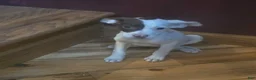 Mixed Breed dogs for sale: Elsie - Ad 1