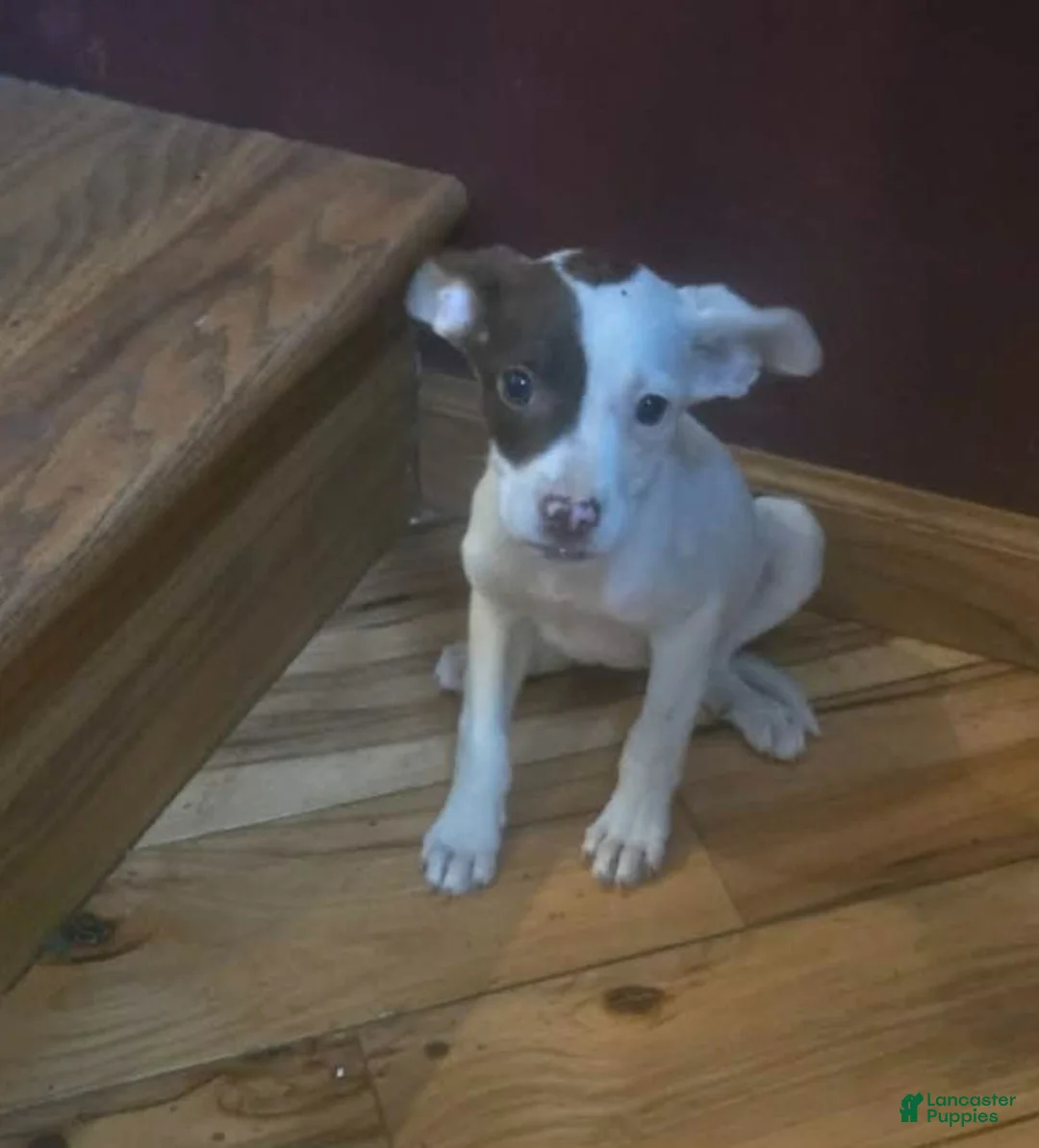 Mixed Breed dogs for sale: Elsie - Ad 1