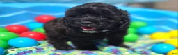 Cavapoo dogs for sale: Twink - Ad 4