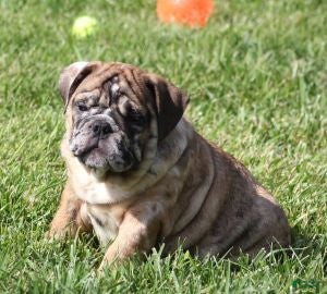 English Bulldog dogs FANNY - CHOCOLATE MERLE - Ad 13