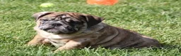 English Bulldog dogs for sale: FANNY - CHOCOLATE MERLE - Ad 1
