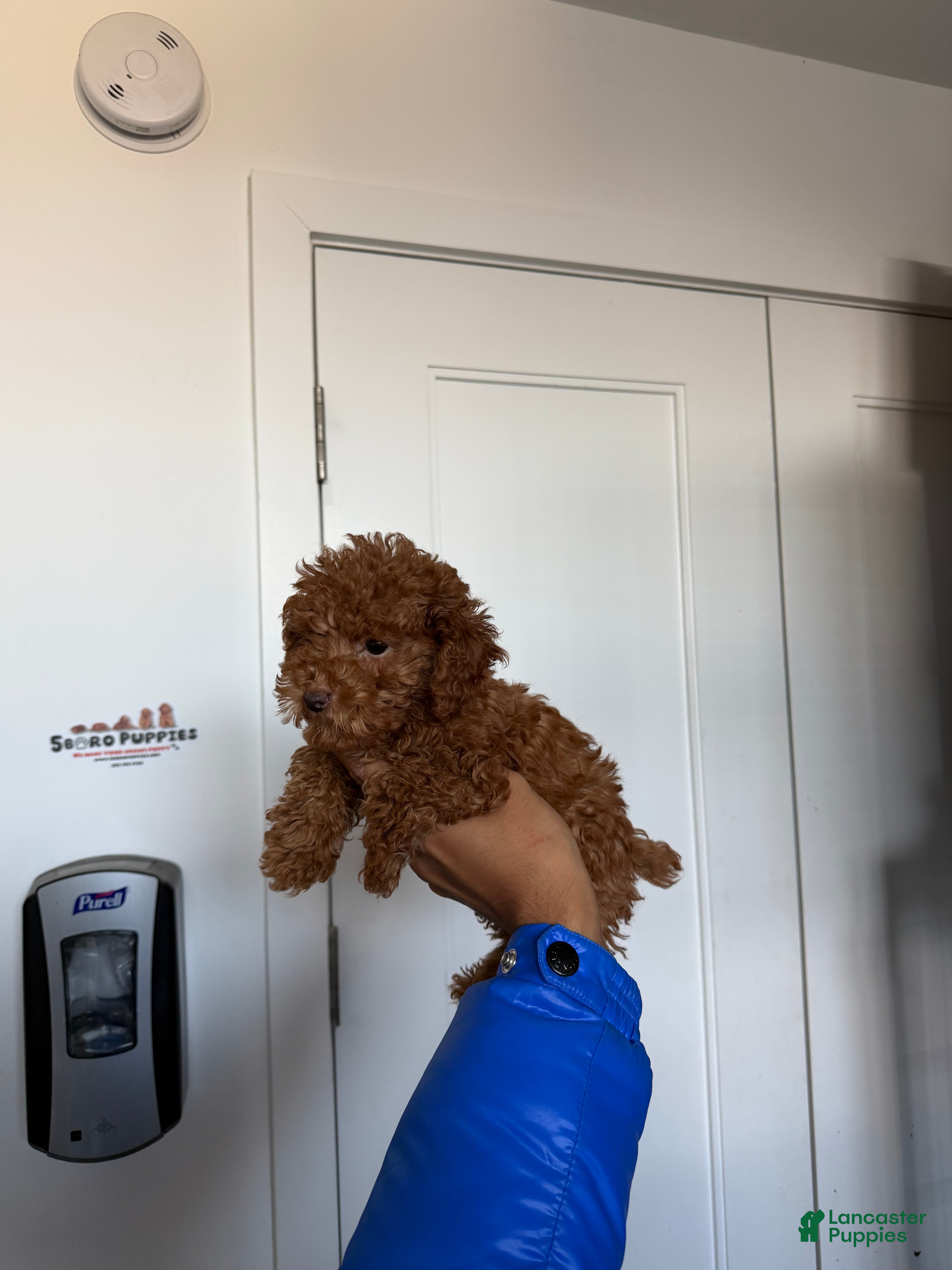 Toy Poodle dogs Teacup milo - Ad 29