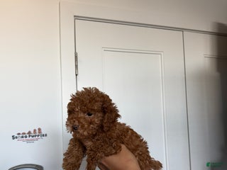 Toy Poodle dogs Teacup milo - Ad 18