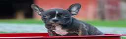 Frenchton dogs for sale: MISTY - Ad 4