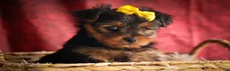 Yorkshire Terrier dogs for sale: DIESEL - Ad 5