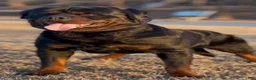 Rottweiler dogs for sale: Red Collar Male - Ad 4