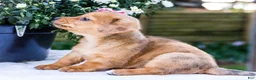 Mixed Breed dogs for sale: Bella - Ad 5
