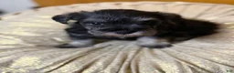 Schnauzer dogs for sale: Schnauzer Puppy 3 - Ad 7