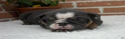 English Bulldog dogs for sale: Taylor - Ad 3