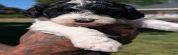 Mixed Breed dogs for sale: RAVEN  - Ad 4