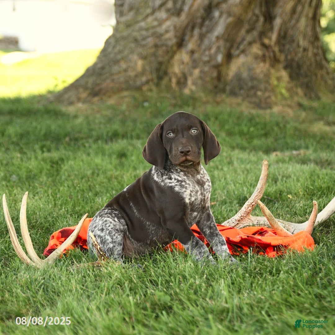 Shorthaired Pointer Short Hair Newfoundland Dog German Shorthaired