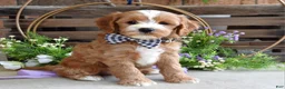 Cavapoo dogs for sale: Corbin - Ad 3