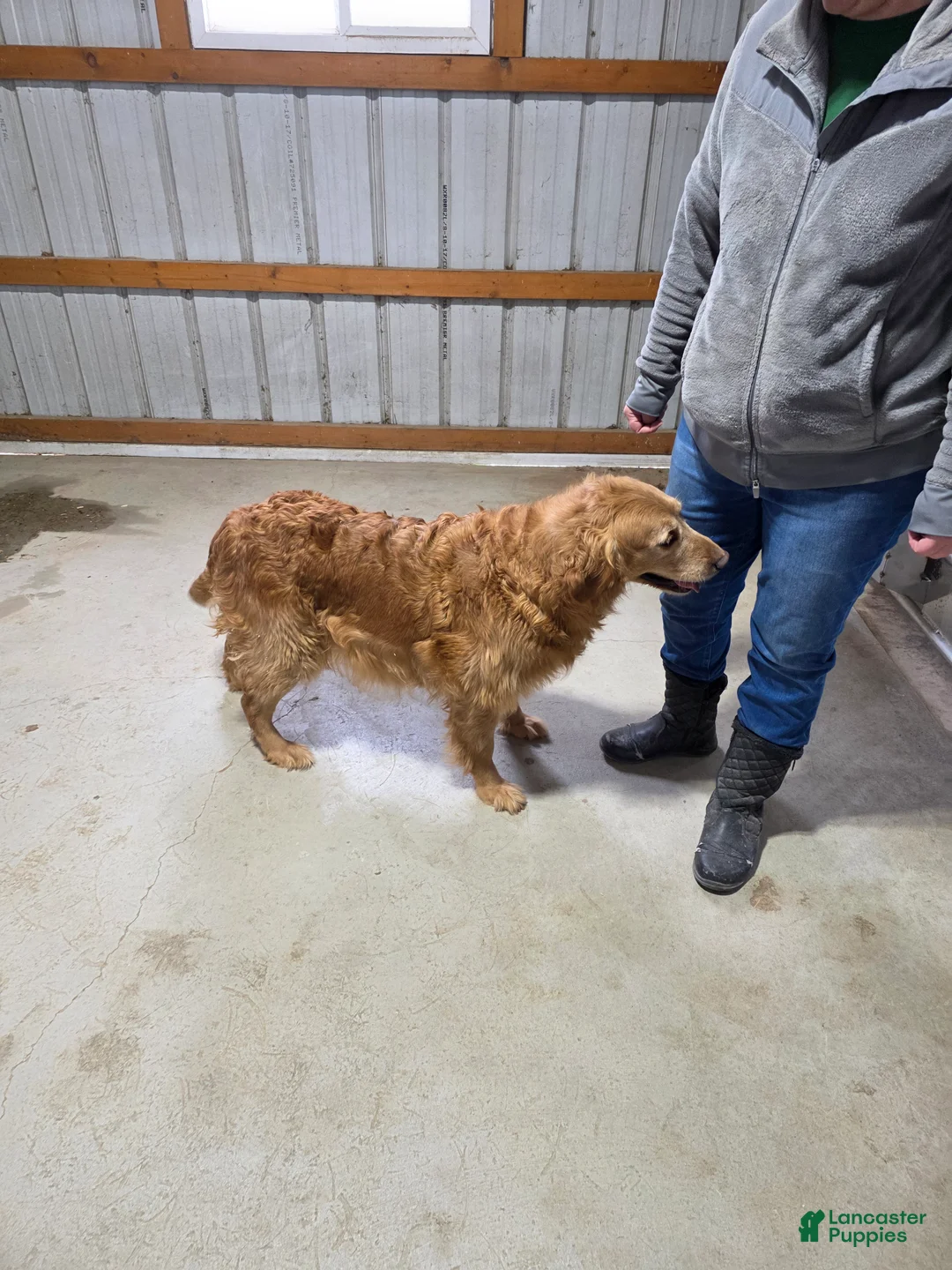 Golden Retriever dogs for sale: Polly - Ad 2