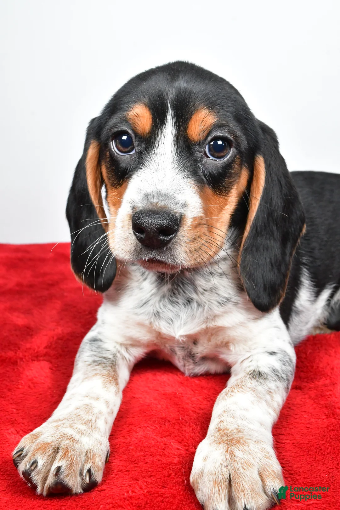 Beagle dogs for sale: Regina - Ad 9