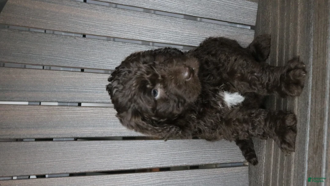 Newfypoo dogs for sale: Roxy - Ad 15