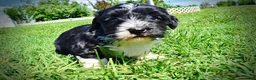 Havapoo dogs for sale: Havapoo Puppy 3 - Ad 14
