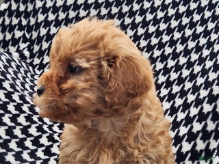 Mini Goldendoodle dogs Tina - Ad 41