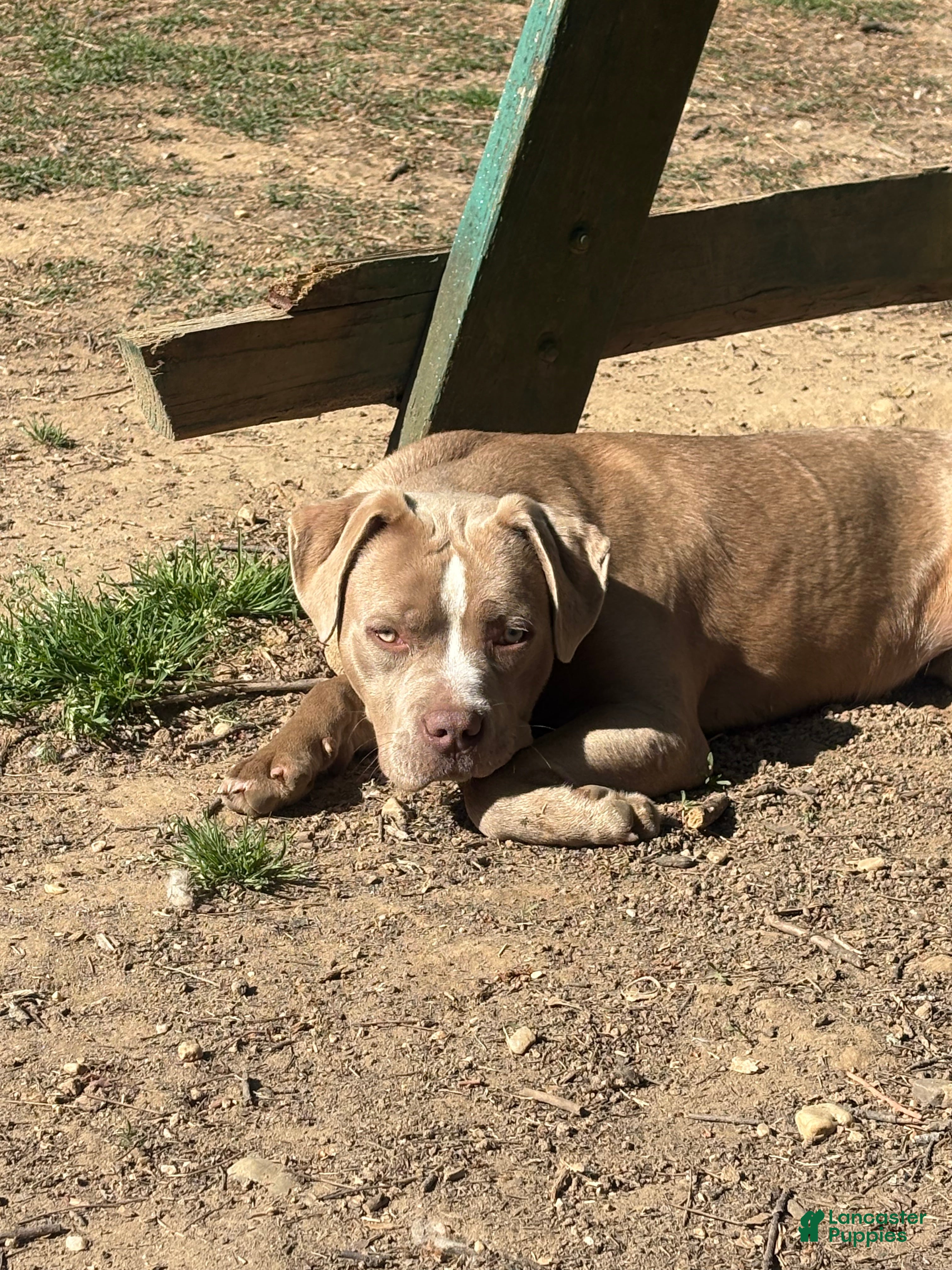 American Bully dogs Brown Sugar - Ad 2