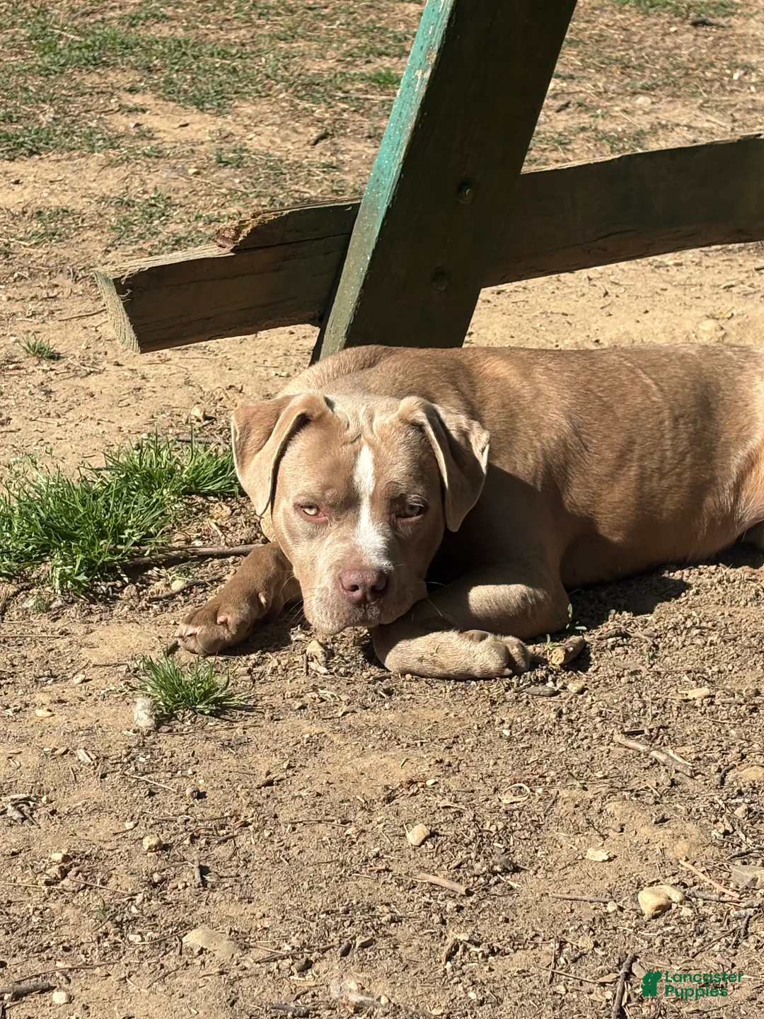 American Bully dogs for sale: Brown Sugar - Ad 2