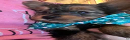 Yorkshire Terrier dogs for sale: Yorkshire Terrier Puppy 1 - Ad 2