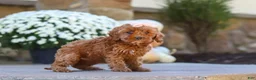 Cockapoo dogs for sale: Willow - Ad 18