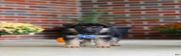 German Shepherd dogs for sale: Mason - Ad 7