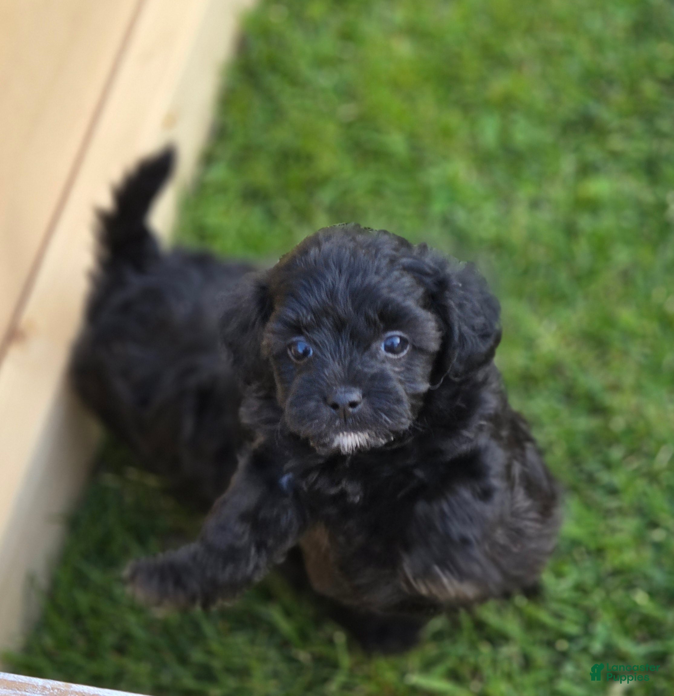Shihpoo dogs for sale: Mocha - Ad 4