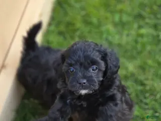 Shihpoo dogs for sale: Mocha - Ad 4