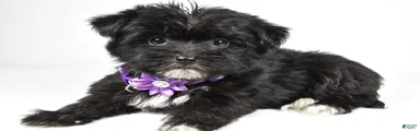 Zoey