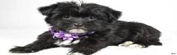 Morkie dogs for sale: Zoey - Ad 1