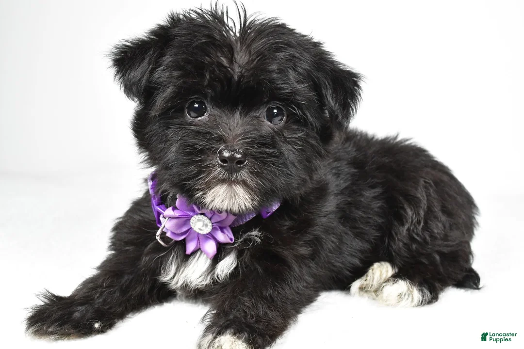 Morkie dogs for sale: Zoey - Ad 1